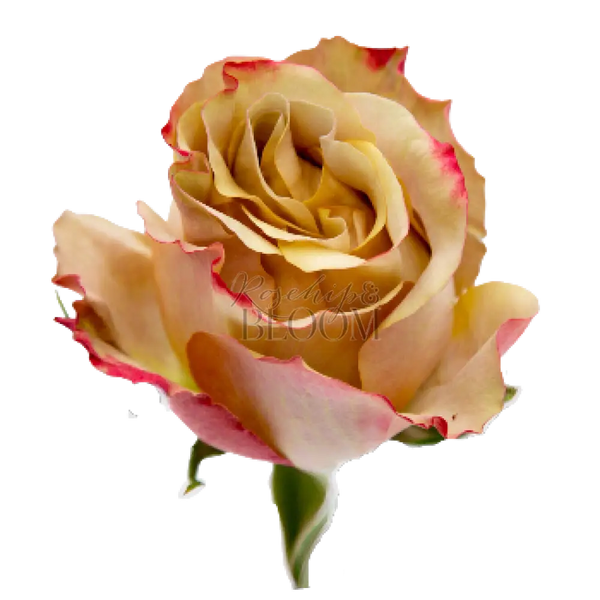 Honey Colorama Scented Garden Rose