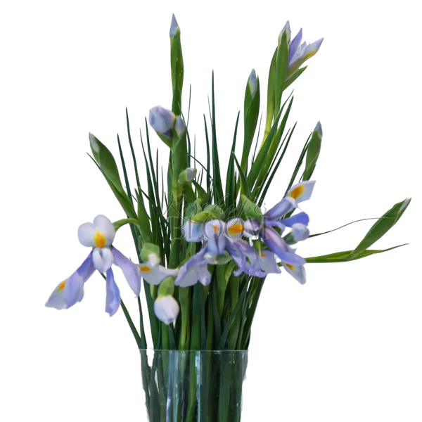 Iris - Blue 60 cm