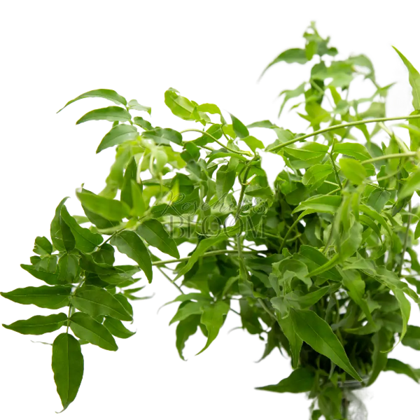 Jasmine Floral Herbs and Foliage