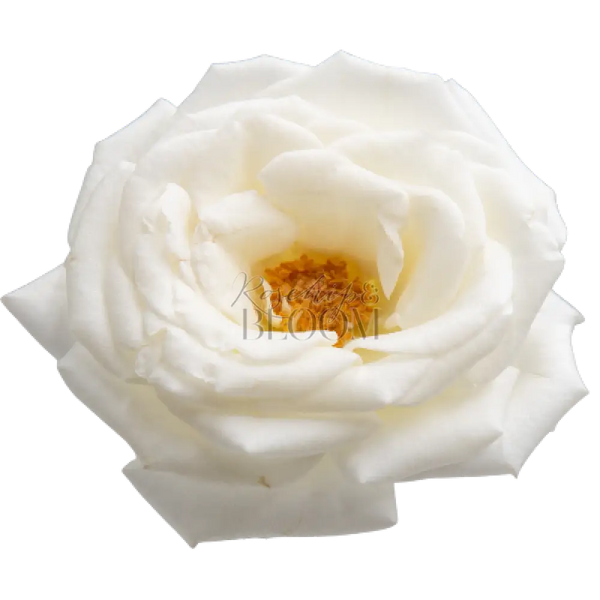 Jeanne Moreau / White Parfumella Scented Garden Rose