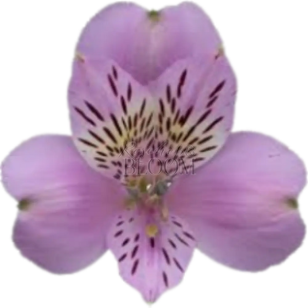 Jewel Alstroemeria Alstroemerias