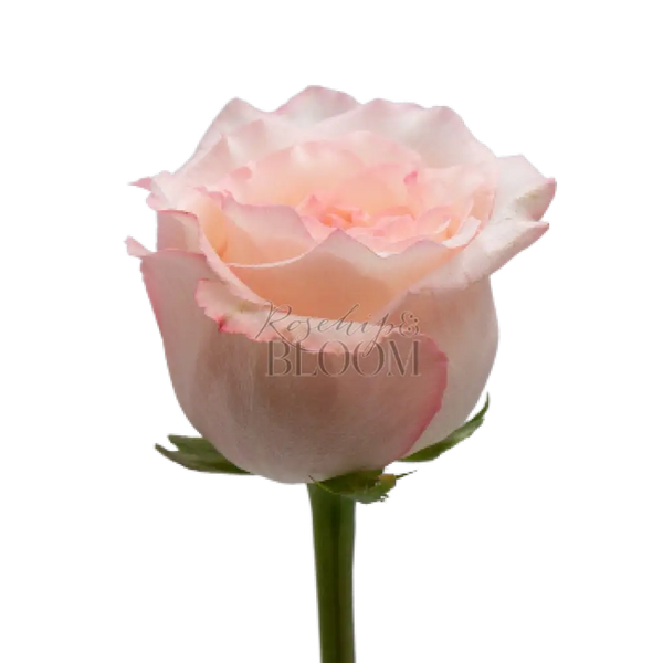 Joyce Scented Garden Rose