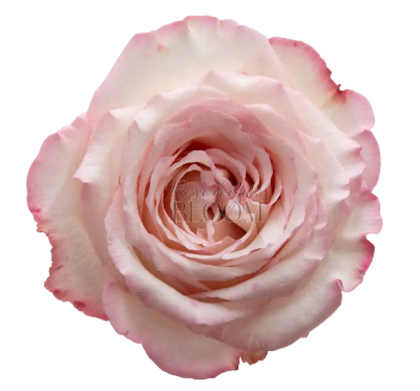 Joyce Scented Garden Rose