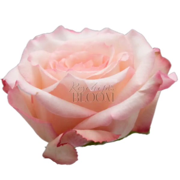 Joyce Scented Garden Rose
