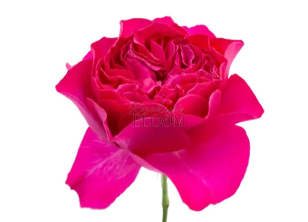 Kate David Austin Roses