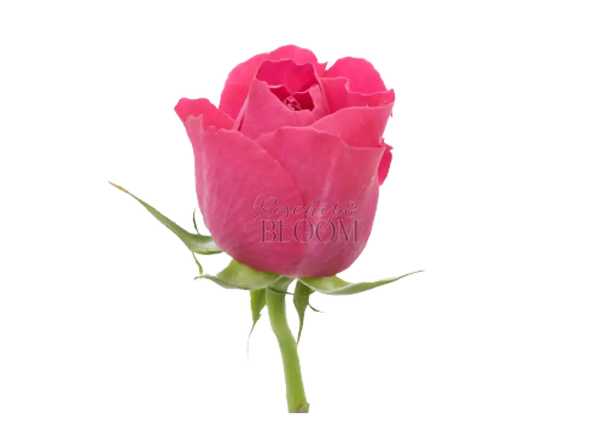 Kate David Austin Roses