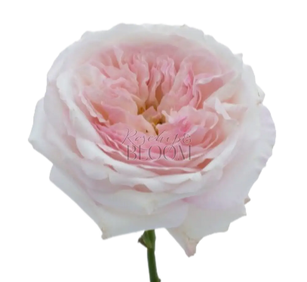 Keira David Austin Roses