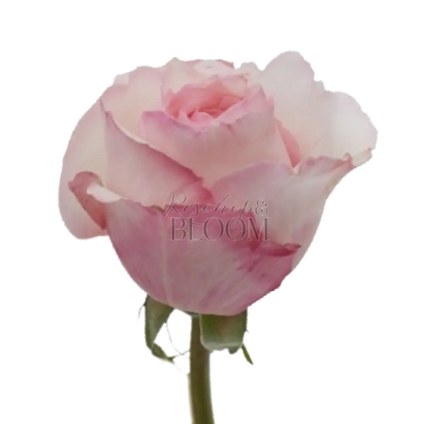 Keira David Austin Roses