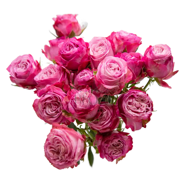 Lady Bombastic Spray Roses