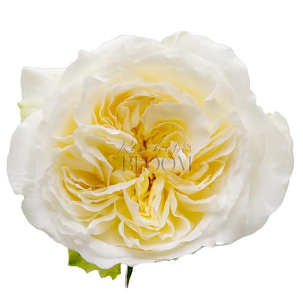 Lady Forte - New Addition! Scented Garden Rose