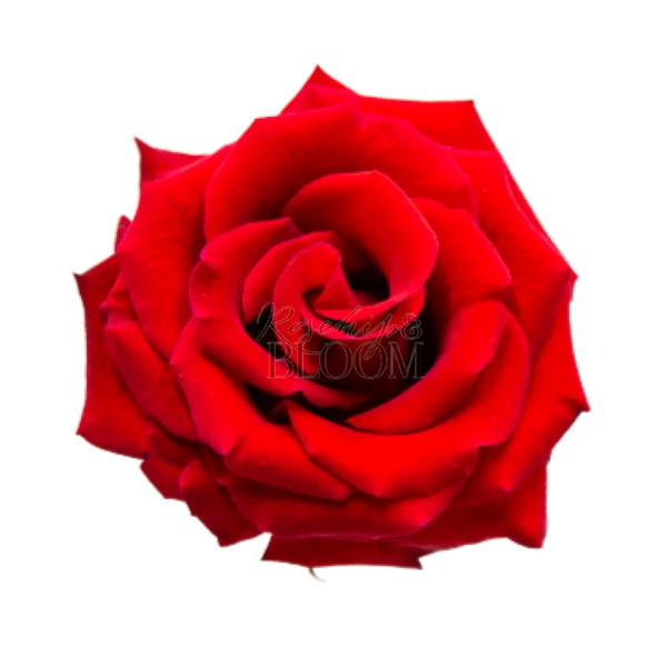 Lady Killer Scented Garden Rose