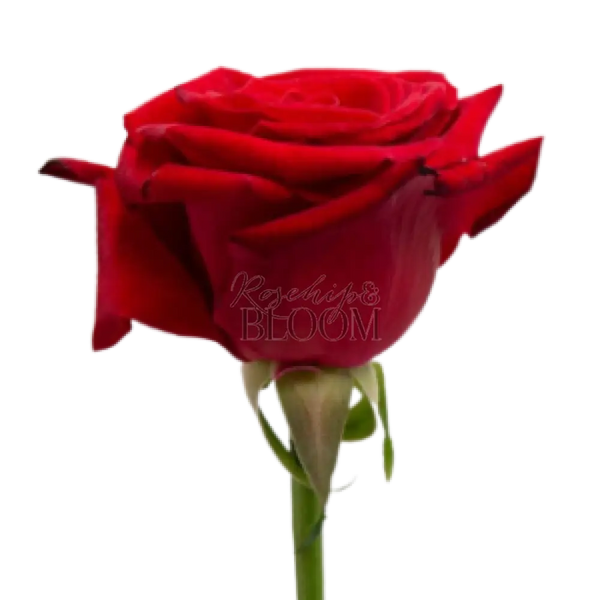 Lady Killer Scented Garden Rose