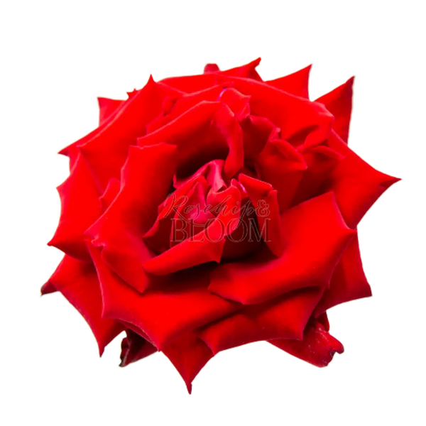Lady Killer Scented Garden Rose
