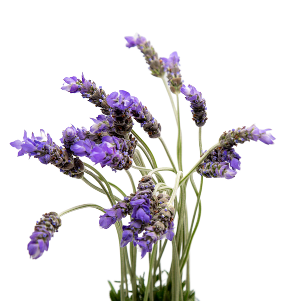 Flowering Lavender