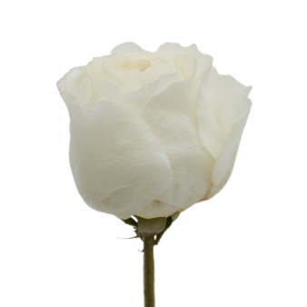 Leonora