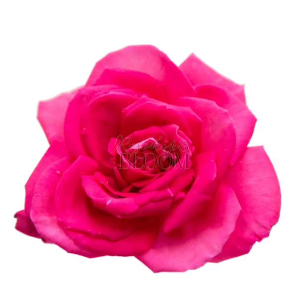 Lolita Lempicka Scented Garden Rose