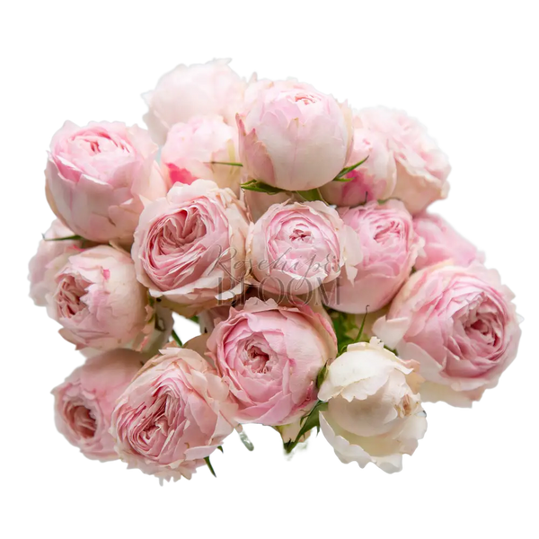 Mansfield Park - Currently Out Of Flush Spray Roses