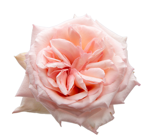 Pink O'Hara