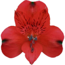 Merlot Alstroemeria