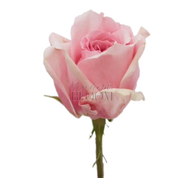 Miranda David Austin Roses
