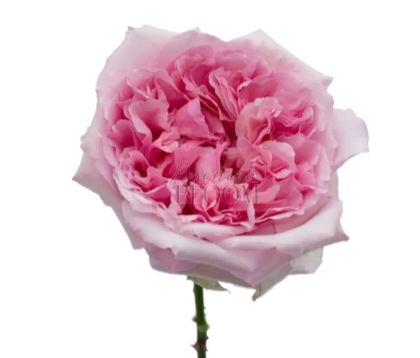 Miranda David Austin Roses
