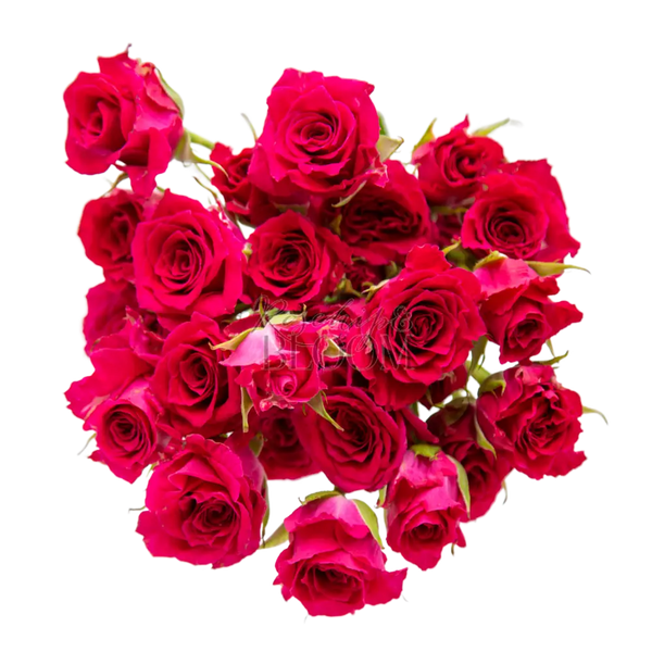 Miss Follies Spray Roses