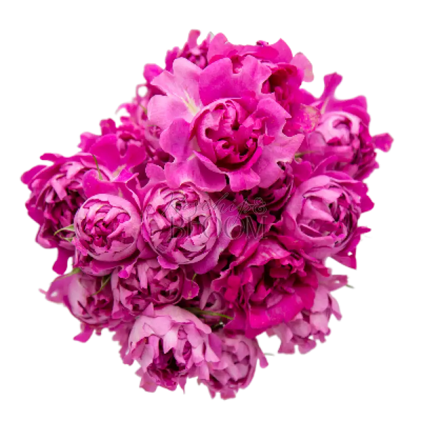 #NewLook - New Addition! Spray Roses