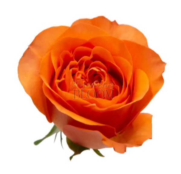 Orbit - New Addition! Scented Garden Rose