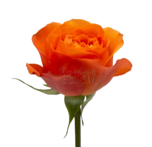 Orbit - New Addition! Scented Garden Rose