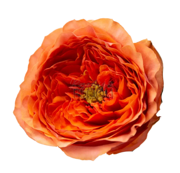 Orbit - New Addition! Scented Garden Rose