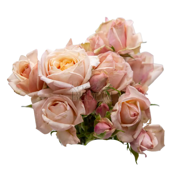 Palm Beach Spray Roses