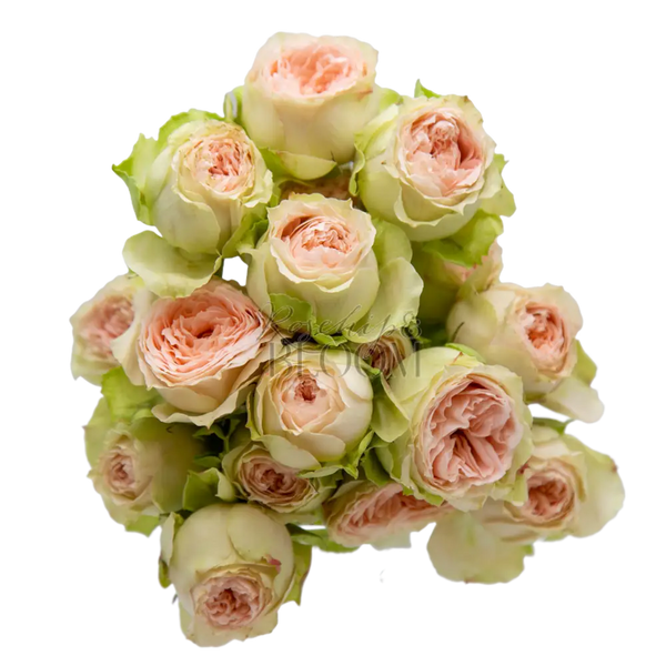 Pavlova Spray Roses