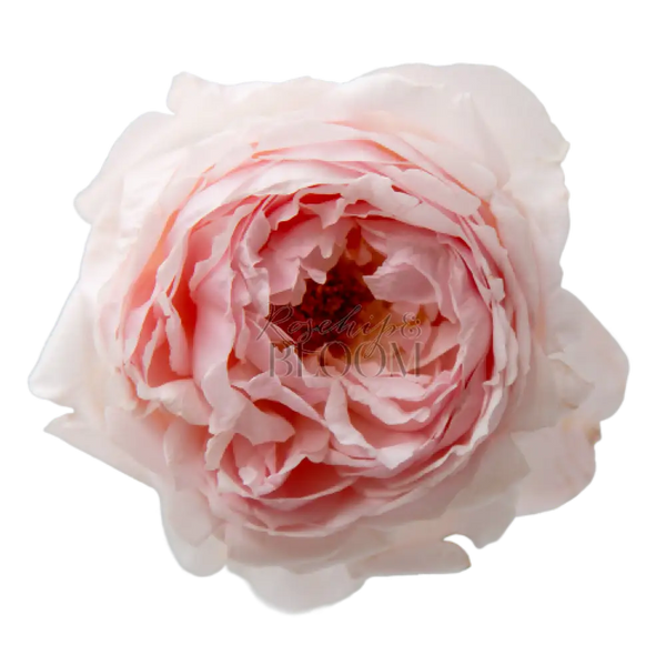 Peony Pink Scented Garden Rose