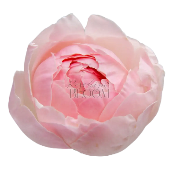 Peony Pink Scented Garden Rose