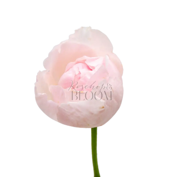 Peony Pink Scented Garden Rose