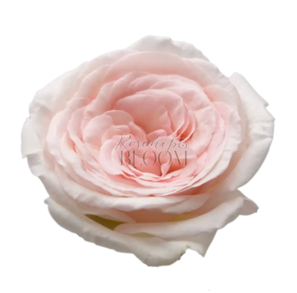 Prince Jardinier Scented Garden Rose