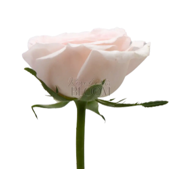 Prince Jardinier Scented Garden Rose
