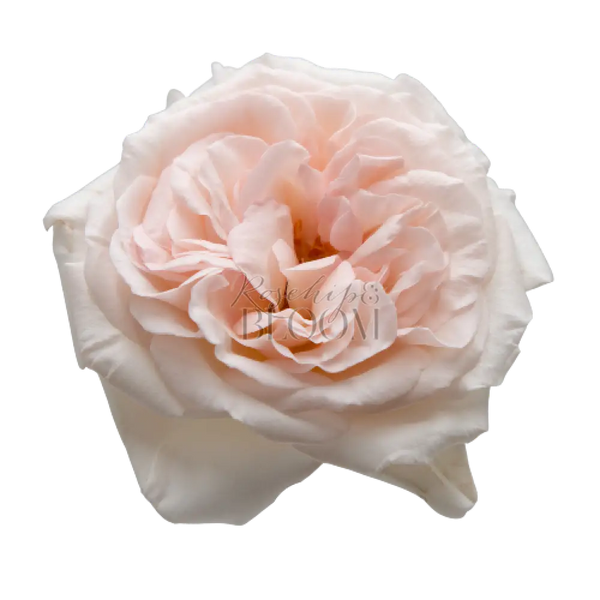 Prince Jardinier Scented Garden Rose