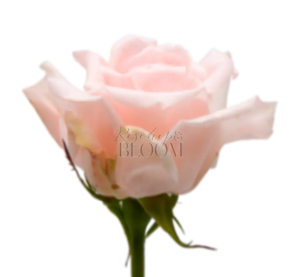 Princess Hitomi Scented Garden Rose