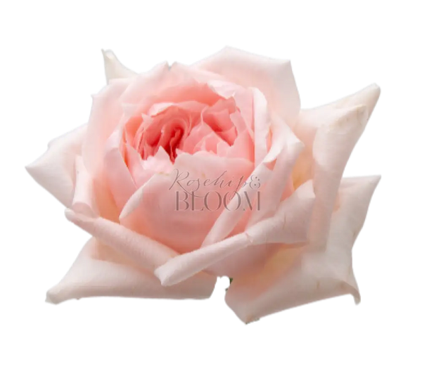 Princess Hitomi Scented Garden Rose