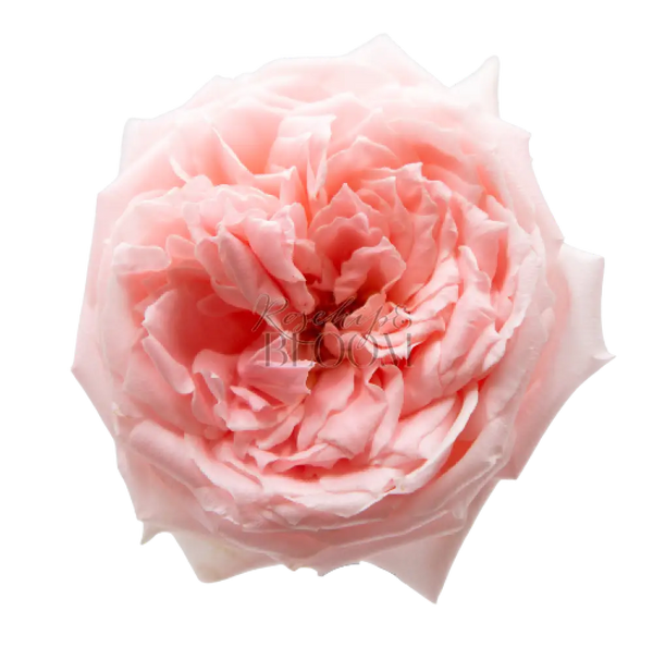 Princess Hitomi Scented Garden Rose