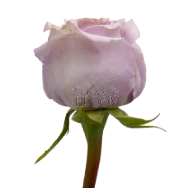 Princess Kaori Scented Garden Rose
