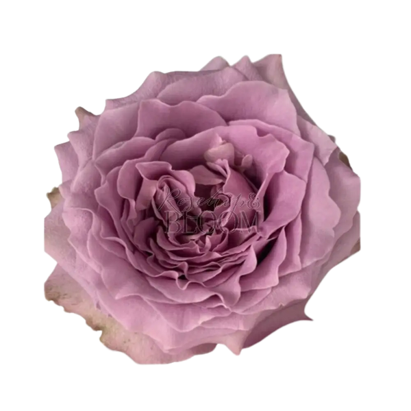 Princess Kaori Scented Garden Rose