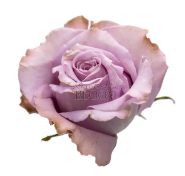 Princess Kaori Scented Garden Rose