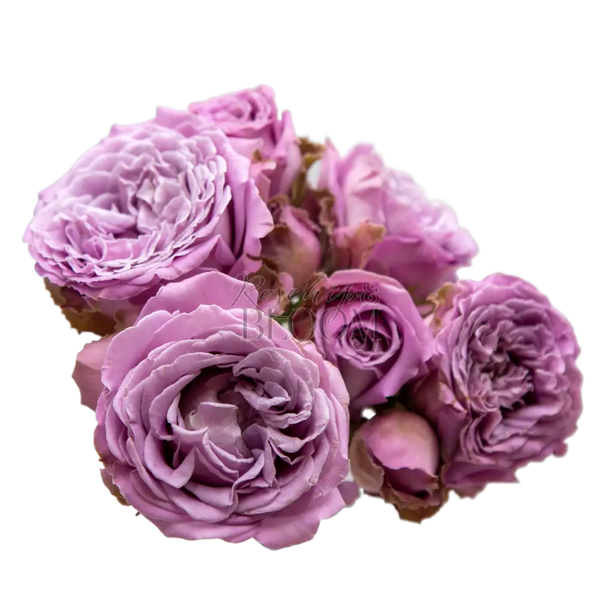 Princess Kaori Spray Spray Roses