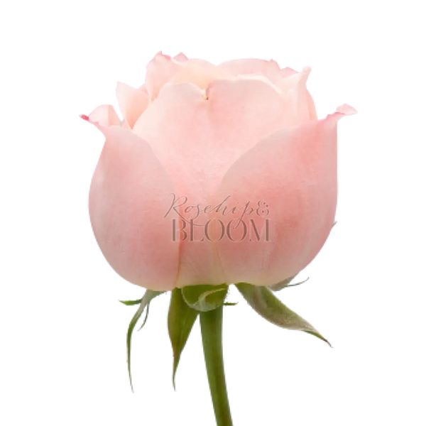 Princess Sakura Scented Garden Rose