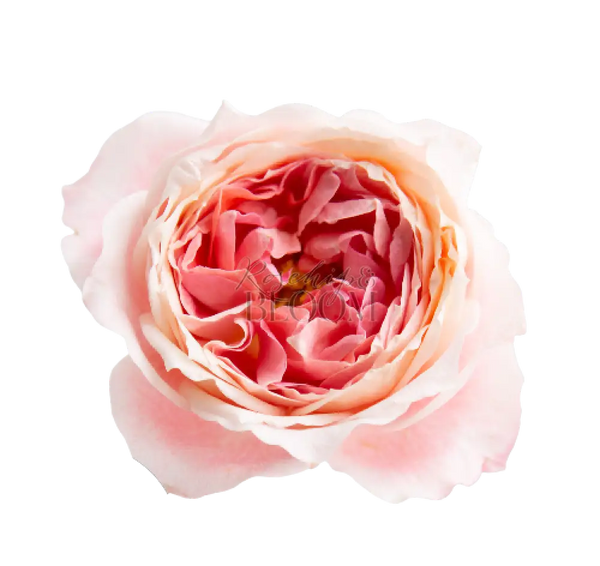 Princess Sakura Scented Garden Rose