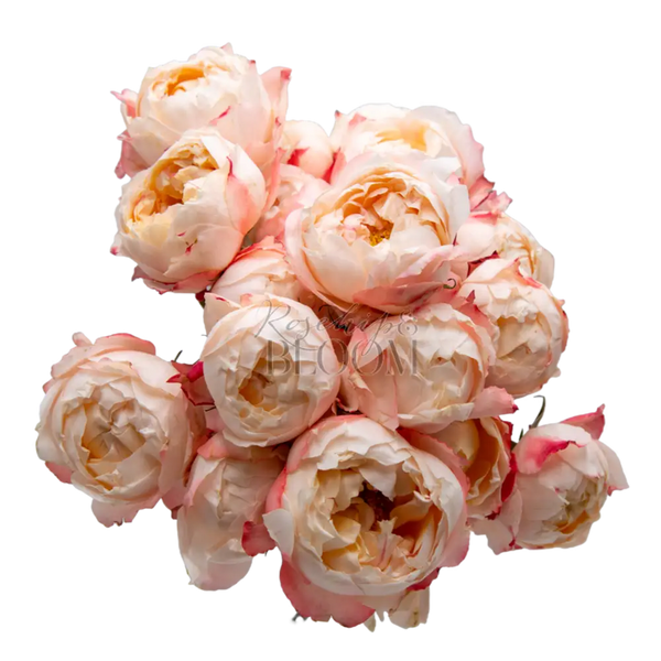 Princess Suki Spray Roses