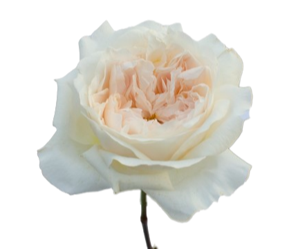 Purity
