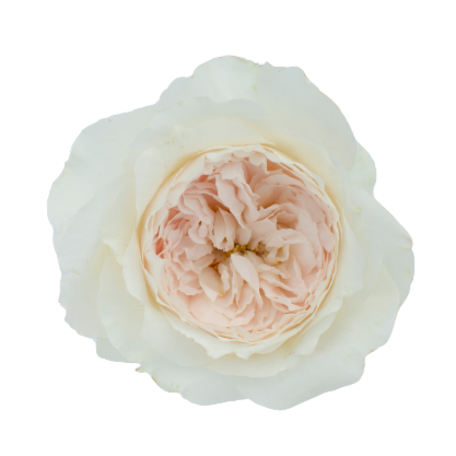 Purity